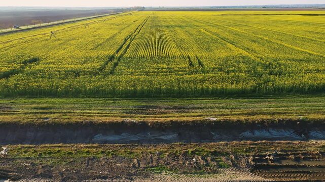 Aerial view of rapeseed field divided by irrigation canal, contrasting agricultural textures and rural landscape, 4K