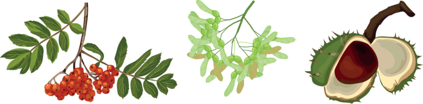 Autumn tree seeds and berries vector set for kids. Rowan branch, maple seeds and horse chestnut isolated on white background