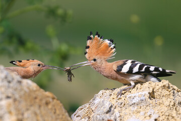 Adult Eurasian Hoopoe (Upupa epops) feeding its chick on rocks against a clear sky background. © VOLODYMYR KUCHERENKO