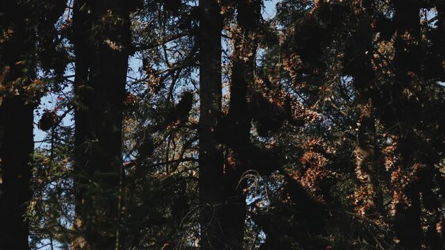 Monarch butterflies cluster by the thousands in Mexico, glowing on trees under the sunset. They rise in clouds, dance in the air, and return to leaves and grass, creating a mesmerizing migration scene