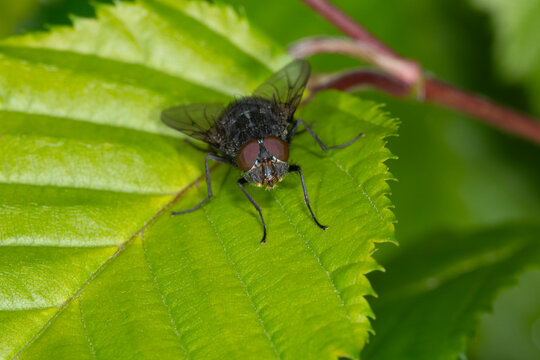The common house fly, musca domestica resting on a deciduous green leaf