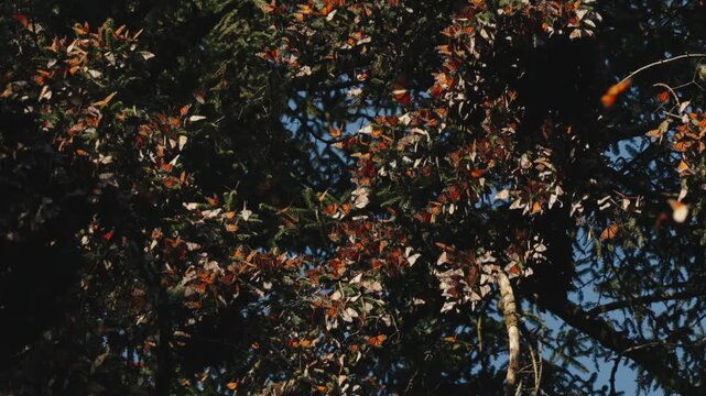 Monarch butterflies cluster by the thousands in Mexico, glowing on trees under the sunset. They rise in clouds, dance in the air, and return to leaves and grass, creating a mesmerizing migration scene