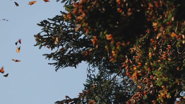 Monarch butterflies cluster by the thousands in Mexico, glowing on trees under the sunset. They rise in clouds, dance in the air, and return to leaves and grass, creating a mesmerizing migration scene