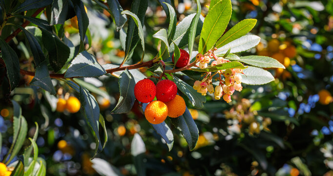 Fruiting Arbutus Unedo Tree with Red and Orange Berries