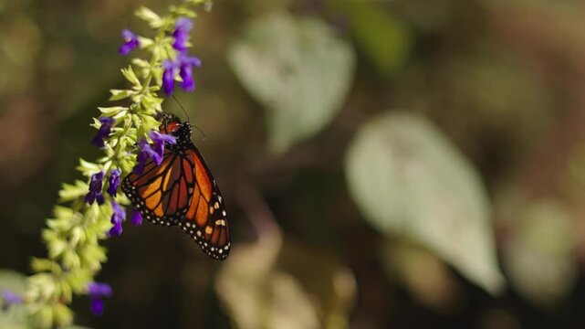Close-up of several monarch butterflies in Mexico resting on sunlit plants at sunset, gently moving from flower to flower. Their wings touch as they interact, flutter, and share the warm golden air.