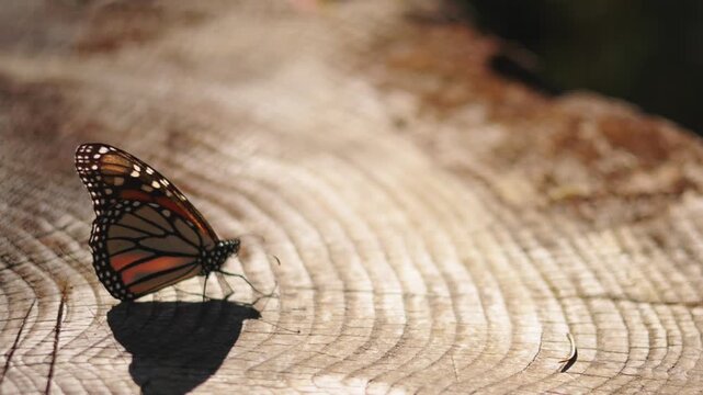Close-up of several monarch butterflies in Mexico resting on sunlit plants at sunset, gently moving from flower to flower. Their wings touch as they interact, flutter, and share the warm golden air.
