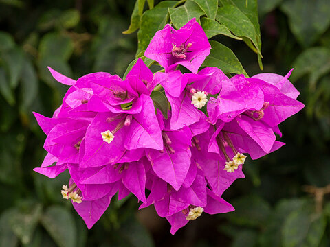  bright pink Bougainvillea flowers in the garden 