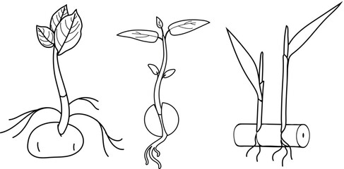 Plant propagation and reproduction methods vector set. Potato tuber, avocado sprout and stem cutting growth stages. Coloring book page for kids © Kazakova Maryia