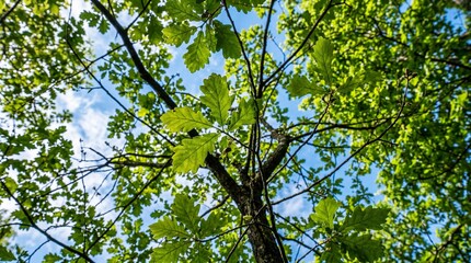 Fototapeta premium Green oak leaves on branches backlit by bright sunlight and blue sky