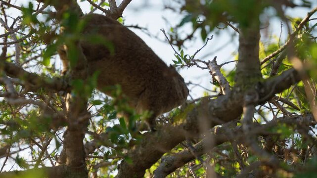 Slow Motion Telephoto Shot of Rock Hyrax (Dassie) in Tree Tops, Wild Animal Behavior in South Africa