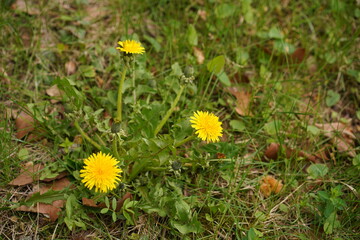 Gewöhnlicher Löwenzahn (Taraxacum officinale) mit gelbe Blütenköpfen und Knospen auf einer grünen Wiese im Frühling © Achim Wagner