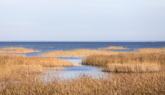 Golden reeds and coastal marsh grasses form winding channels into a calm blue sea, creating a tranquil autumn landscape with wide horizon and soft natural light. Baltic Sea coast in springtime