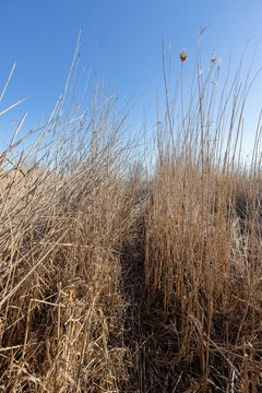 A narrow footpath winds through tall, dry grass and reeds beneath a clear blue sky, conveying solitude, calm and open-space serenity in a late-winter prairie or coastal marsh setting