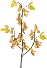 Fototapeta premium Mature soybean branch with dry brown pods vector. Glycine max harvest stage illustration isolated on white background