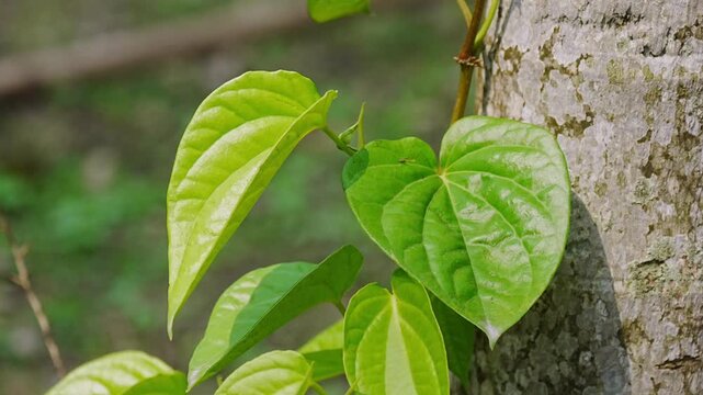 A betel leaf vine climbs a tree trunk, its glossy green, heart-shaped leaves catching the sunlight, commonly cultivated and used for chewing in traditional practices across Northeast India