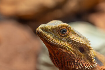 Fototapeta premium Lizard head closeup showing thorns