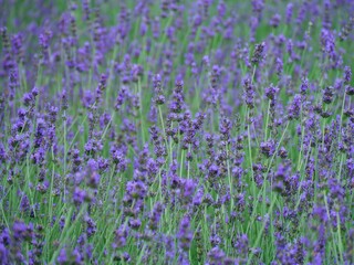 Obraz premium NAKAFURANO, JAPAN – JULY 28, 2025: A detailed macro shot of a blooming lavender sprig at Farm Tomita, Hokkaido’s premier floral destination during the peak summer season.