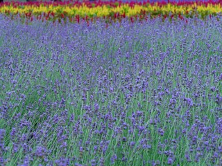Obraz premium NAKAFURANO, JAPAN – JULY 28, 2025: The breathtaking 
