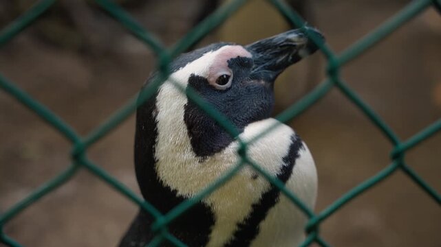 Close-up of African Penguin Behind Green Fence at Boulders Beach, Wildlife Conservation in Simon's Town South Africa