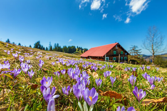 Fr&uuml;hling - Alpen - Krokusse - Blumen - Allg&auml;u - H&uuml;ndle - Oberstaufen