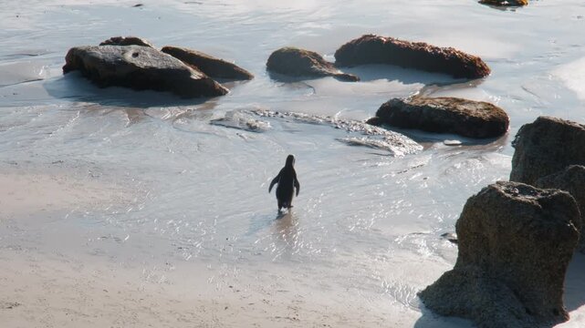Lone African Penguin Waddling on Sand Toward the Ocean, Individual Penguin at Boulders Beach in Simon's Town South Africa