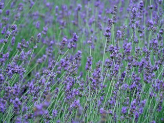 Obraz premium NAKAFURANO, JAPAN – JULY 28, 2025: A detailed macro shot of a blooming lavender sprig at Farm Tomita, Hokkaido’s premier floral destination during the peak summer season.
