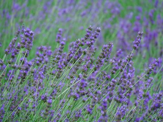 Fototapeta premium NAKAFURANO, JAPAN – JULY 28, 2025: A detailed macro shot of a blooming lavender sprig at Farm Tomita, Hokkaido’s premier floral destination during the peak summer season.