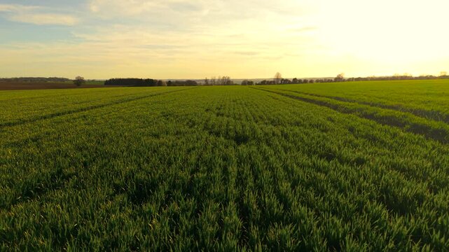 Wheat field green crops with tractor tracks across farmland at sunset. Agricultural land showing rows and evening light over cereal plants. Farming field with warm sky and horizon
