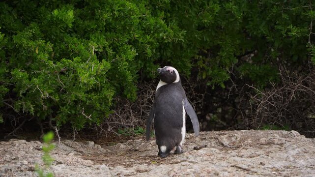 Slow Motion Portrait of Lone African Penguin Standing on Granite Rock, Boulders Beach in Simon's Town South Africa