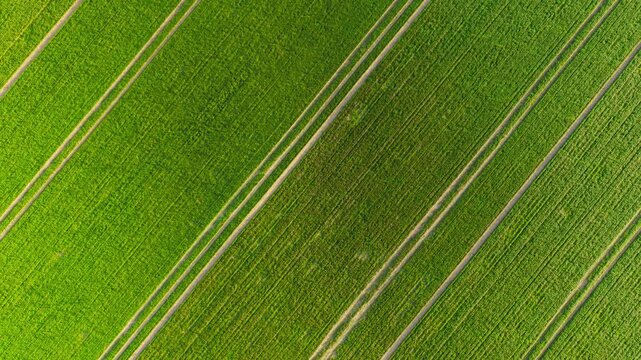 Wheat crops forming parallel lines with multiple tractor tracks visible across green cultivated field. Dense young plants growing in long strips with consistent spacing between rows. Agricultural