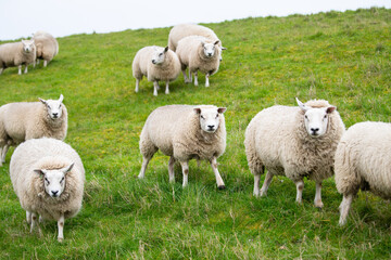 Fototapeta premium Flock of sheep on a pasture, livestock animal farm, stockbreeding, faming and agriculture in the Netherlands, sheeps on spring meadow 