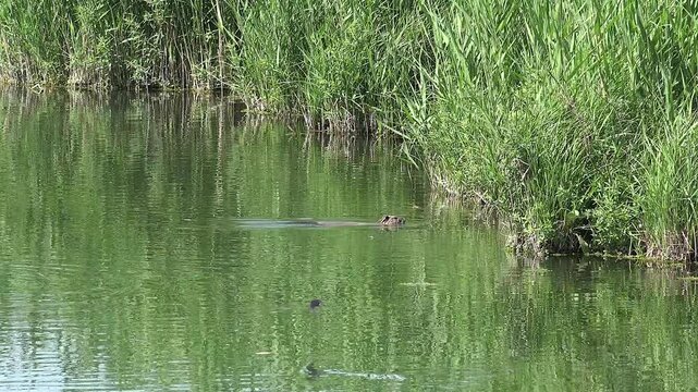Real wild Nutria (Myocastor coypus) semiaquatic rodent swimming in natural lake habitat. Cinematic 4K footage captures the herbivorous Coypu feeding the swampy reed marsh environment.