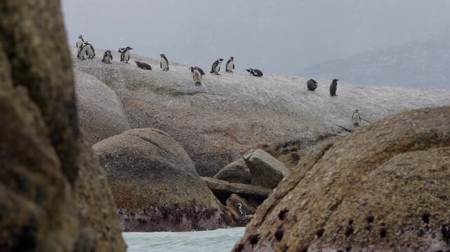 Timelapse of African Penguins on Granite Boulders, Penguin Colony Activity at Boulders Beach in Simon's Town South Africa