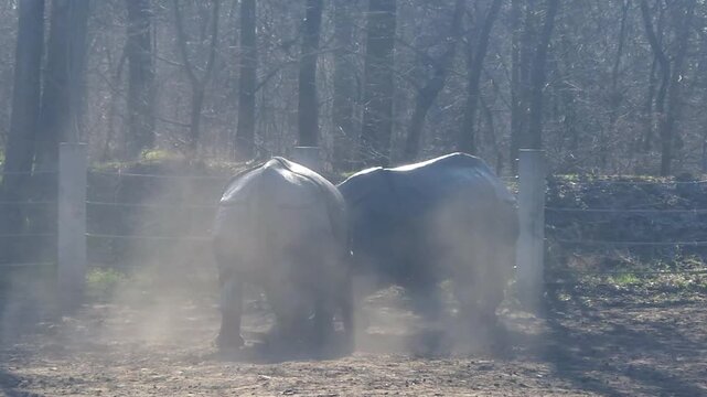 Fighting Indian rhinoceros bulls, its scientific name is Rhinoceros unicornis