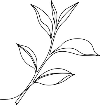 Continuous one line of a tea leaf branch, refreshing botanical vector concept for wellness and beverage themes, style hand drawing illustration.