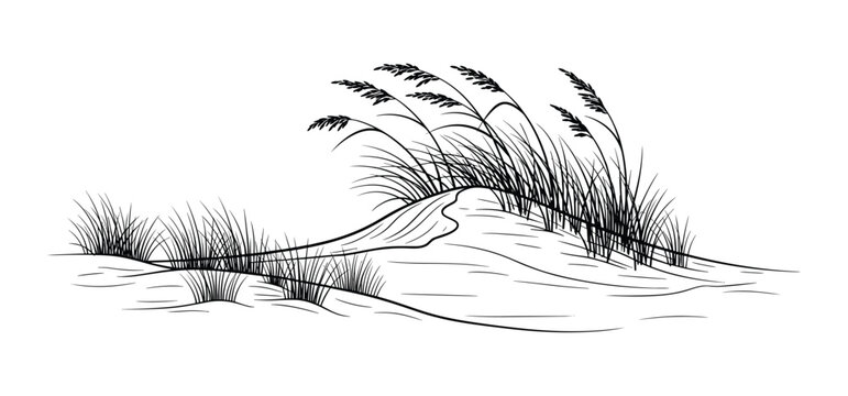 Vector illustration of sand dunes with grass in wind.
