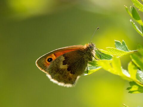  A Backlit Small Heath Butterfly