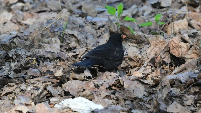 blackbird  IN THE UNDERGROWN, Turdus merula, male, blackbird , blackbird EATS,  vegetation, underground, dead leaves, leaves, water, bird, Garda lake, Italy
