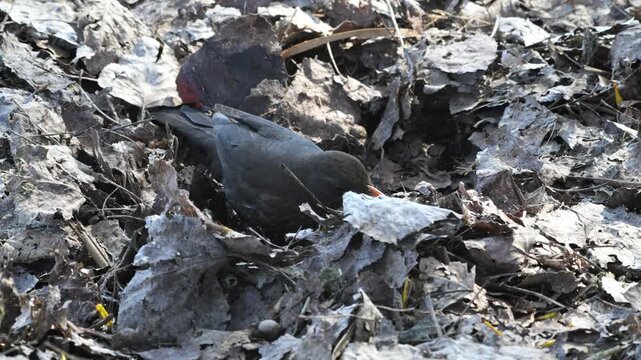 blackbird  IN THE UNDERGROWN, Turdus merula, male, blackbird , blackbird EATS,  vegetation, underground, dead leaves, leaves, water, bird, Garda lake, Italy
