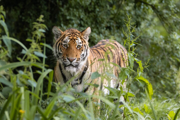 Amur tiger © adrian