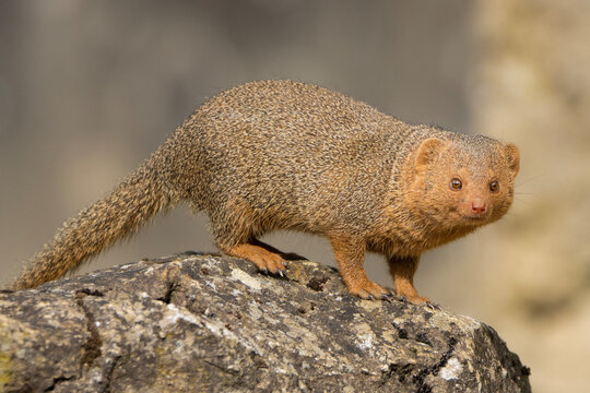 Dwarf mongoose