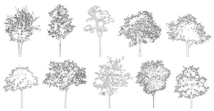 Trees in elevation view for use in architectural drawings isolated on transparent background