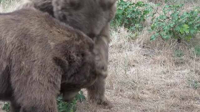 Two male grizzly bears violently fighting during a raw wilderness dominance struggle at night. Cinematic footage shows predators clashing in dramatic natural animal attack scene.