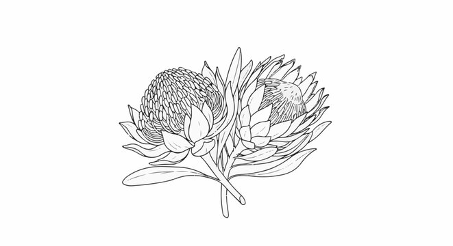 Elegant sketch of two blooming protea flowers with leaves