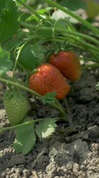 Organic red strawberries growing on bush in background. These berries are cultivated through rural agriculture and are important for a healthy diet. They are fresh and usually found on farm fields