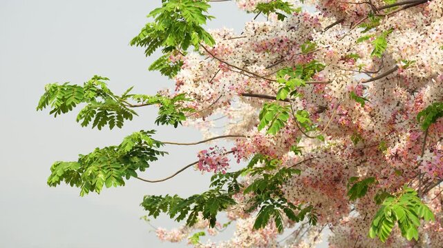 Lush Cassia javanica Pink Shower tree with many white and pink flowers blooming outside in park in Thailand, Apple Blossom tree or Rainbow Shower Tree blossoming in botanical garden on sunny day.