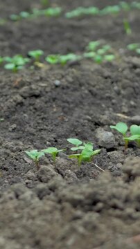 Small radish shoots emerge from ground, drawing energy from nutrients in soil. Strong root development starts at this stage, preparing for growth of edible radishes below surface