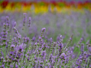 Obraz premium NAKAFURANO, JAPAN – JULY 28, 2025: The breathtaking 