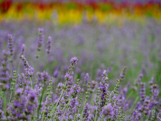 Obraz premium NAKAFURANO, JAPAN – JULY 28, 2025: The breathtaking 