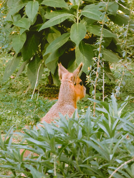 Patagonian mara